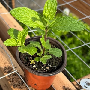 May include: A small potted plant with green leaves growing in a brown plastic pot. The pot is sitting on a wooden surface with a metal mesh grid.