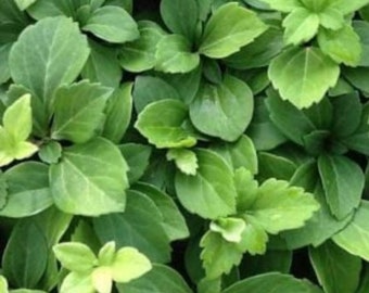 25 Pachysandra Common ground cover   Bare Root Plants