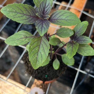 May include: A small basil plant in a terracotta pot. The leaves are green with purple veins, and the stems are purple. The plant is in a greenhouse setting, with a wooden frame and wire mesh visible in the background.