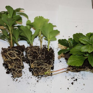 Pachysandra