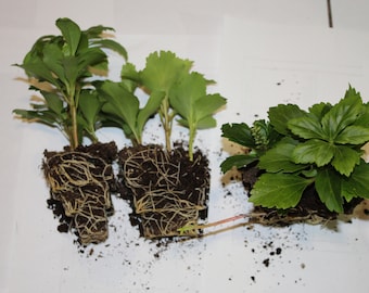 100 Pachysandra Terminalis Plants: Evergreen Groundcover