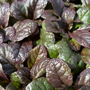Wholesale Live Perennial Ajuga Mahogany Bulk Discount Landscaping Plants Deer Resistant Drought Tolerant Flowering Groundcover  -10 pots