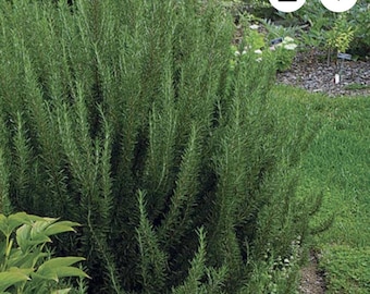 Salem Rosmarin Lebende Pflanze | USDA Bio | Trockenheits Tolerant, Nachlaufendes Kraut für Gärten, Container, und Kochen