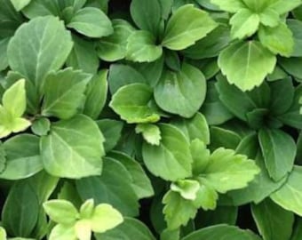 Pachysandra Terminalis Common Japanese Spruge Groundcover - 25 Bare Root Plants