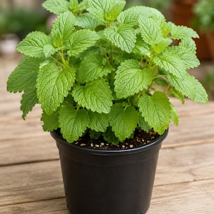 Może przedstawiać: Roślina melisy w doniczce z żywymi, zielonymi, teksturowanymi liśćmi. Roślina znajduje się w czarnej plastikowej doniczce. Liście mają lekko ząbkowany brzeg. Roślina to świeże, zdrowe zioło.