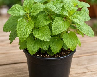 Lemon  Balm Certified Organic 3.5 inch pot