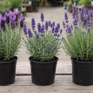 May include: Three potted lavender plants with vibrant purple flower spikes and slender green foliage. Each plant is contained in a simple black plastic nursery pot, showcasing dense clusters of blooms extending upwards from the stems.