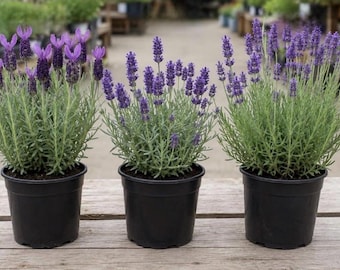 Lavender mix 3 Live plants 3.5 inch pots Certified organic  Grosso, Munstead, Gros Bleu