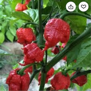 May include: Several bright red, wrinkled chili peppers hanging from a green plant stem. The peppers have a distinctively bumpy, textured skin and a rounded, irregular shape, attached to the plant by thin green stalks amidst green leaves.