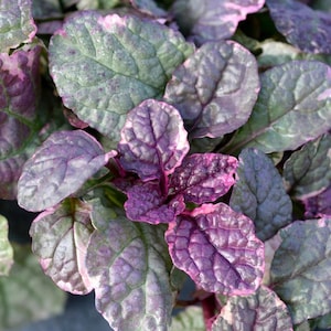 May include: A cluster of Ajuga reptans leaves featuring a variegated pattern of deep purple, dark green, and light pink. The foliage has a textured, crinkled surface with prominent veins, creating a dense, layered appearance of colorful plant growth.