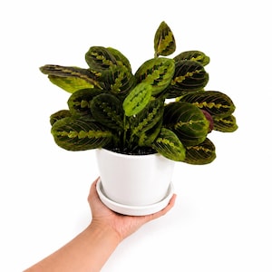 Böneväxt - Röd - Maranta Leuconeura - Tropisk växt 10 cm vit dekorativ kruka