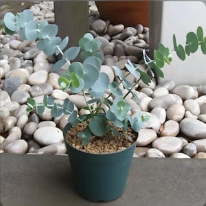 Baby Blue Eucalyptus Tree Live Plant, Baby Blue Eucalyptus Plant, Fragrant Foliage, 3.5 inch Pot for Growing
