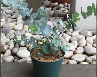Baby Blue Eucalyptus Tree Live Plant, Baby Blue Eucalyptus Plant, Fragrant Foliage, 3.5 inch Pot for Growing