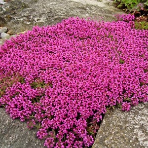 May include: A dense, low-growing ground cover plant featuring a profusion of small, vibrant magenta-pink flowers. The plant spreads across the surface of large, textured grey stone pavers, with tiny green leaves visible beneath the floral canopy.