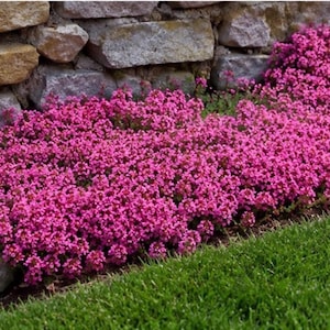 May include: A dense cluster of vibrant magenta flowers growing along a rustic stone wall. The small, four-petalled blossoms create a thick, carpet-like ground cover that contrasts with the textured grey and tan rocks and the bright green grass.