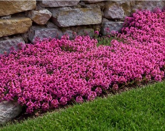 4inch pot  Live Perennial Red/Pink Creeping Thyme Plant Deer resistant Drought Tolerant