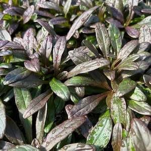 May include: Close-up of a patch of dark green and purple foliage with water droplets on the leaves.