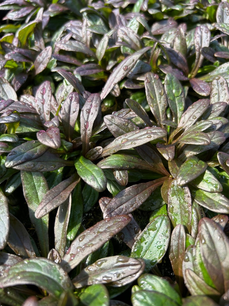 May include: Close-up of a patch of dark green and purple foliage with water droplets on the leaves.