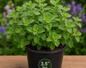 Italiensk oregano 8,5 cm kruka Certifierad ekologisk