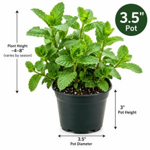 May include: A vibrant green mint plant with serrated leaves in a black plastic pot. The pot has a 3.5-inch diameter and a 3-inch height. The plant height ranges from 4 to 8 inches, varying by season, as indicated by the provided measurement labels.