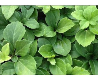 Pachysandra Terminalis Japanese Spurge - 100 Bare Root Plants