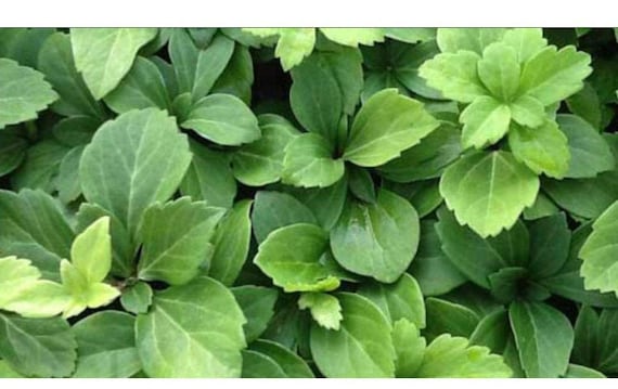 Pachysandra Terminalis Japanese Spurge 100 Bare Root Plants Etsy Pachysandra Terminalis Japanese Spurge 100 Bare Root Plants Etsy