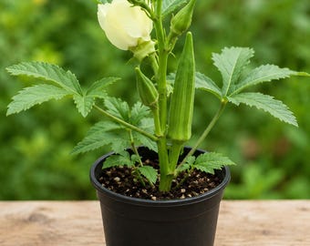 Okra Clemson Spineless Certified Organic doniczka 3,5 cala