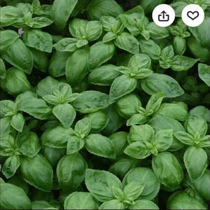 May include: A close-up shot of fresh basil leaves. The leaves are a vibrant green color, with a smooth texture and a slightly glossy appearance. The image is densely packed with the leaves, creating a lush, natural background.