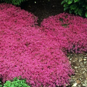 May include: A vibrant image of a ground cover plant with dense, small, bright pink flowers. The plant forms a low, spreading mat, creating a carpet of color. Green foliage is visible around the edges, and the ground is covered with mulch.