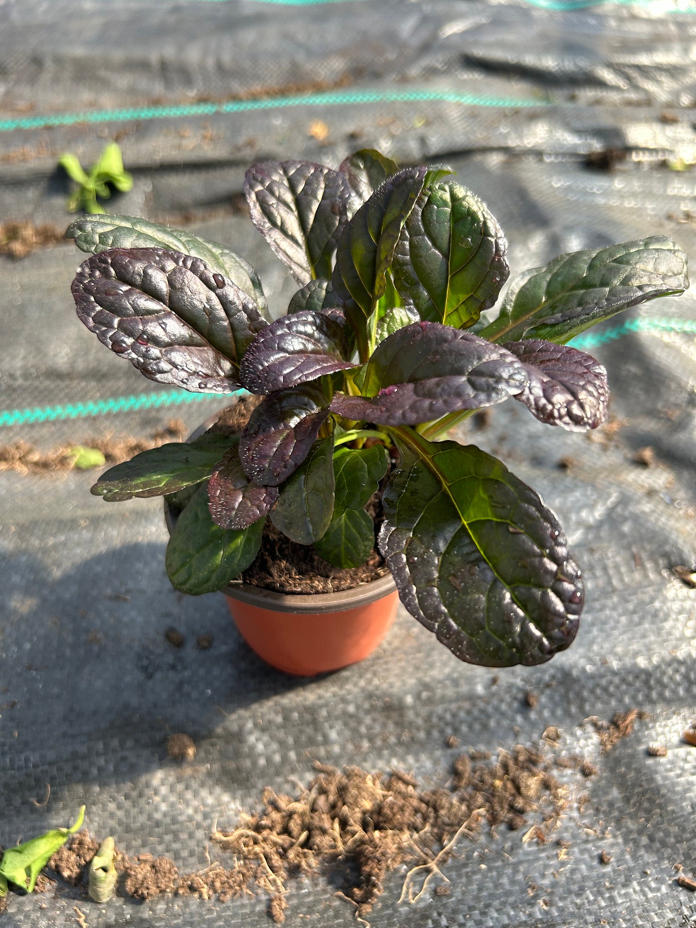 Live Ajuga Mahogany Groundcover: Deer Resistant Perennial - 10 Pots - Etsy