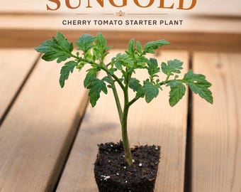 LIVE Sungold cherry tomato starter plant Certified Organic