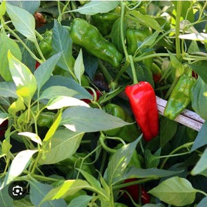 May include: A close-up of a pepper plant with green and red peppers. The peppers are growing among green leaves and stems. One vibrant red pepper is prominent, with several green peppers visible.