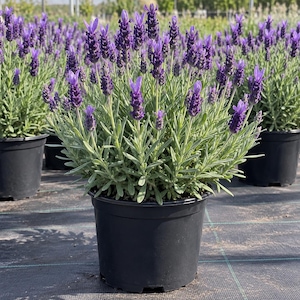 May include: A potted lavender plant featuring numerous upright stems topped with deep purple flower spikes and narrow, silvery-green foliage. The plant is housed in a simple black plastic nursery container, showcasing a dense, bushy growth habit.