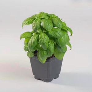 May include: A vibrant green basil plant with lush, broad leaves growing in a small, square black plastic pot. The plant features dense foliage with a rounded shape, showcasing various shades of green from light to deep tones on the stems and leaves.