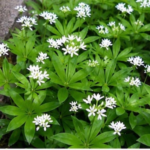 May include: A cluster of sweet woodruff plants featuring vibrant green, lance-shaped leaves arranged in whorls around thin stems, topped with small, delicate white four-petaled flowers blooming in dense, terminal clusters across the foliage.