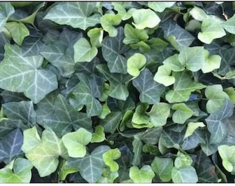 Ivy English 50 bare root plants