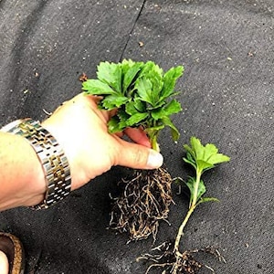 Pachysandra Terminalis Common Japanese Spurge Groundcover - 100 Bare Root Plants