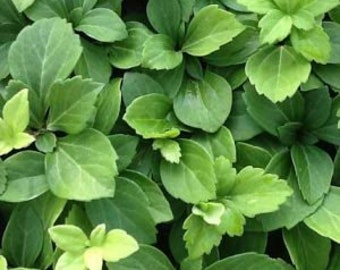 Pachysandra Green Carpet - 100 Bare Root Plants