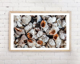 Digitaler Download, Druckbares Muschel Poster, Sea Shells