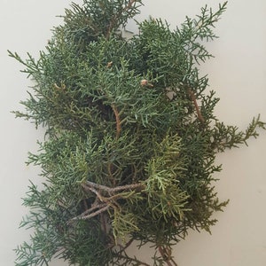Juniper branches | wild picked juniper branches | organic juniper branches | juniper in a box