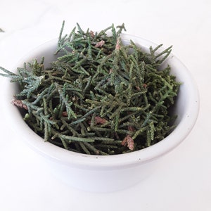 organic juniper Leaf (Juniperus communis) 1/2 lb.  | fresh cut juniper leaf in box | juniper leaf | fragrant juniper leaf