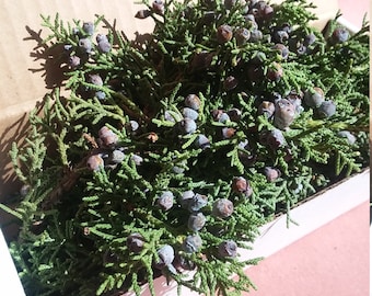 Fresh Juniper Branches & Berries | Wedding Decor | Holiday |Sacred Wood |Sweat Lodge | Smudge | Wildcrafted | Witchy Things