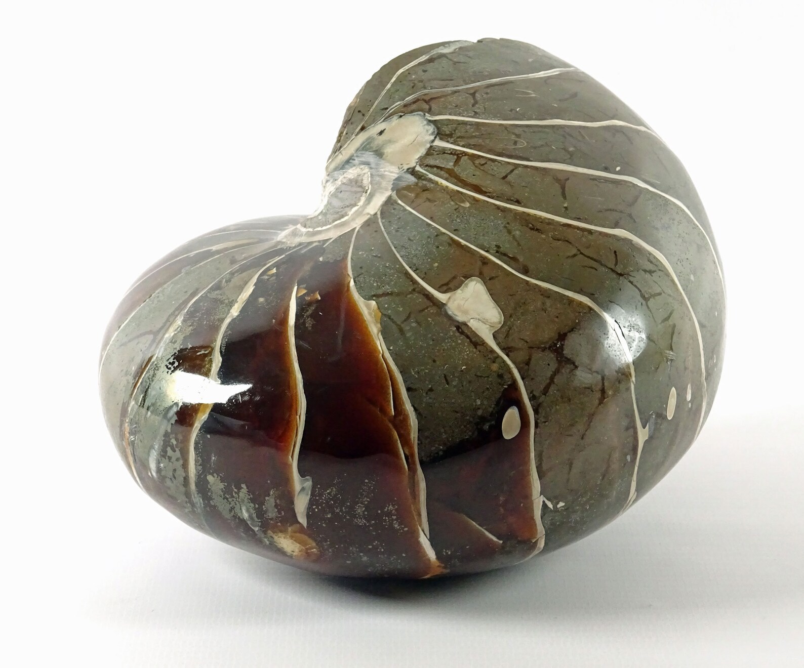 Polished Nautilus Fossil Etsy