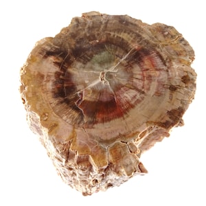 Può includere: Una sezione trasversale di legno pietrificato, che mostra anelli concentrici nei toni del marrone, rosso e beige. Il legno fossilizzato ha un esterno ruvido e strutturato e un interno levigato, rivelando i modelli di crescita dell'albero. Il campione è di un tono naturale e terroso.