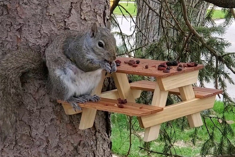 Squirrel Picnic Table Etsy