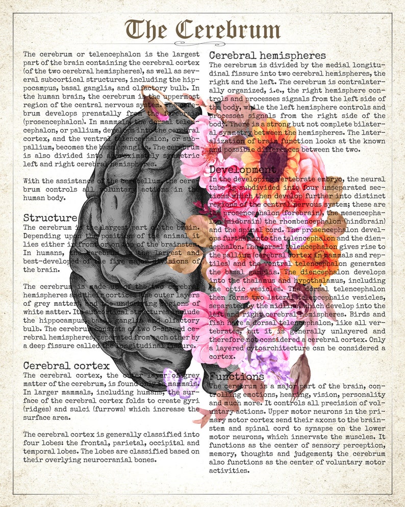Brain Art Print Cerebrum Flower Anatomy Print Psychology - Etsy