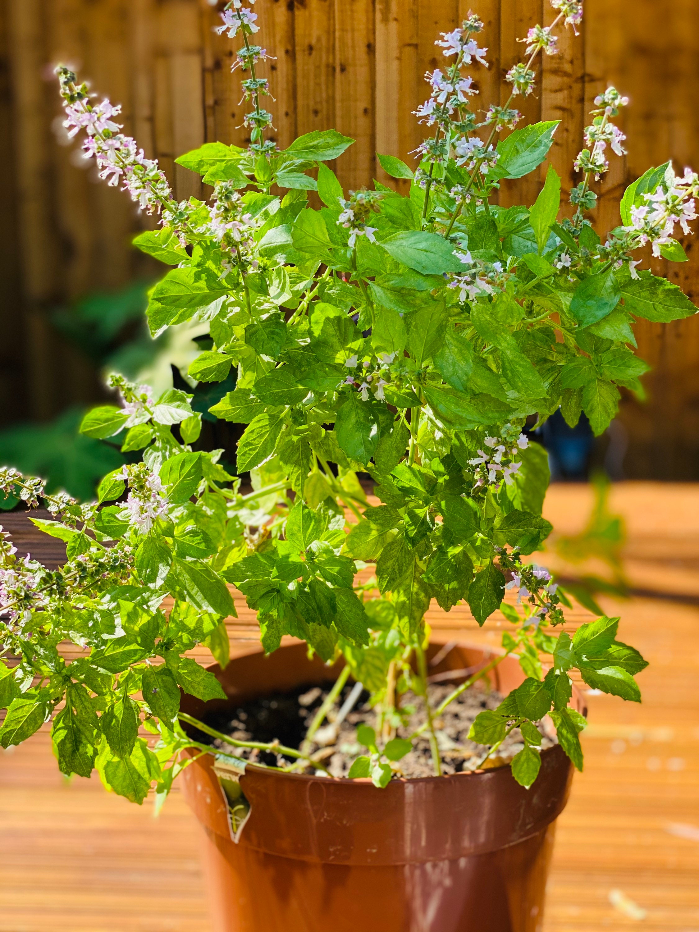 Organically Home Grown Holy Basil. Live 1Ft Plant.Medicinal Etsy