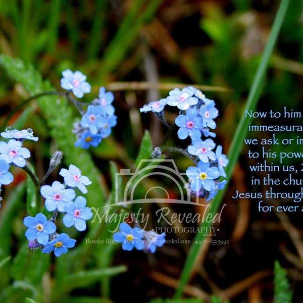 Computer Wallpaper DIGITAL SCREENSAVER Inspirational Quote Wildflower Screensaver Forget-me-nots