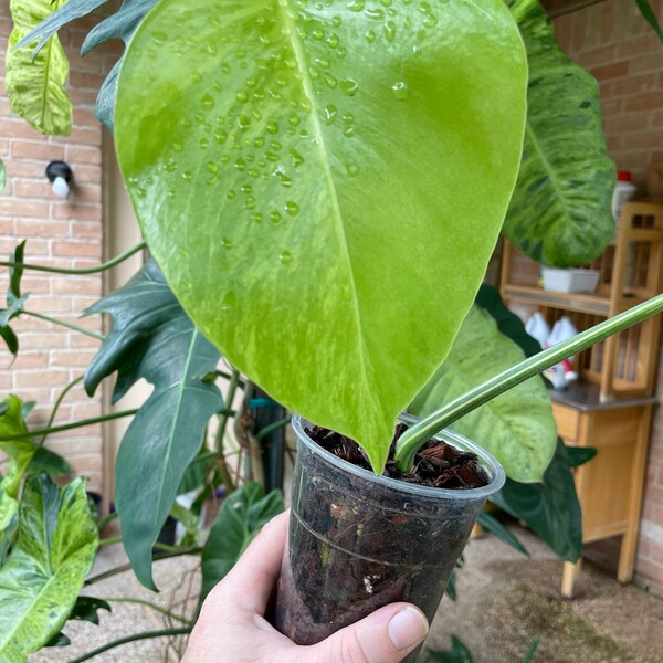 Variegated Monstera Deliciosa Aurea - Rare Tropical Aroid - US Seller