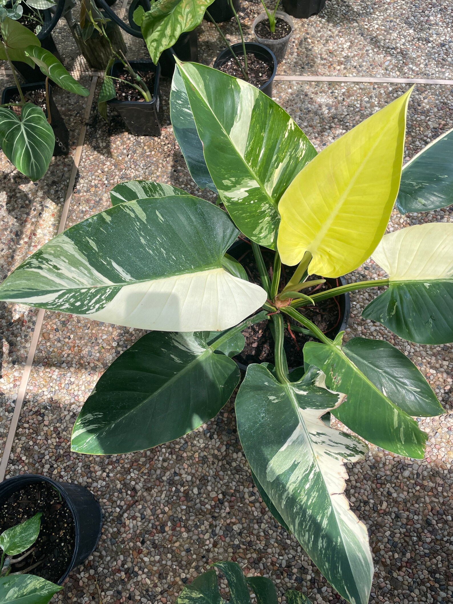 XXL Variegated Philodendron Green Congo Etsy